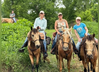 Missouri Fox Trotter, Wałach, 10 lat, 155 cm, Izabelowata