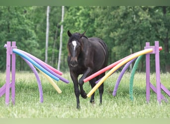 Missouri Fox Trotter Mix, Wałach, 4 lat, 158 cm