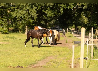 Missouri Fox Trotter Mix, Wałach, 4 lat, 158 cm