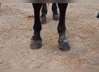Missouri Fox Trotter, Wałach, 4 lat, 163 cm, Karodereszowata