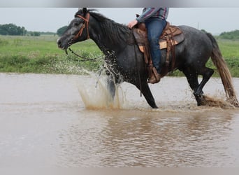 Missouri Fox Trotter, Wałach, 4 lat, 163 cm, Karodereszowata