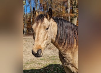 Missouri Fox Trotter, Wałach, 5 lat, 153 cm, Bułana