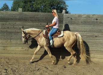 Missouri Fox Trotter, Wałach, 5 lat, 157 cm, Szampańska