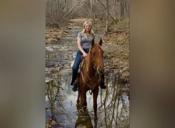 Missouri Fox Trotter, Wałach, 6 lat, 142 cm, Cisawa