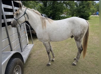 Missouri Fox Trotter, Wałach, 6 lat, 147 cm, Siwa