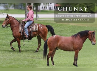 Missouri Fox Trotter, Wałach, 7 lat, 142 cm, Ciemnokasztanowata