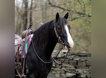 Missouri Fox Trotter, Wałach, 10 lat, 145 cm, Kara