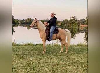 Missouri Fox Trotter, Wałach, 10 lat, 152 cm, Izabelowata