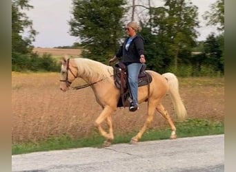 Missouri Fox Trotter, Wałach, 10 lat, 152 cm, Izabelowata