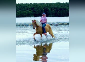 Missouri Fox Trotter, Wałach, 10 lat, 152 cm, Izabelowata