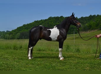Missouri Fox Trotter, Wałach, 10 lat, Tobiano wszelkich maści