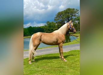 Missouri Fox Trotter, Wałach, 11 lat, 152 cm, Izabelowata