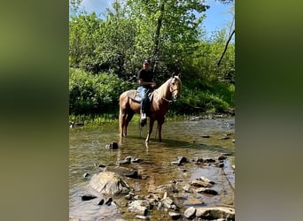 Missouri Fox Trotter, Wałach, 11 lat, 152 cm, Izabelowata