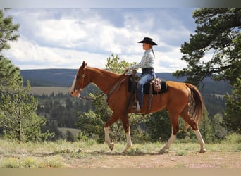 Missouri Fox Trotter, Wałach, 11 lat, 163 cm, Ciemnokasztanowata