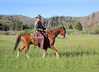 Missouri Fox Trotter, Wałach, 11 lat, 163 cm, Ciemnokasztanowata