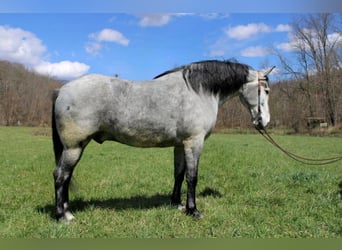 Missouri Fox Trotter, Wałach, 11 lat, 165 cm, Siwa jabłkowita