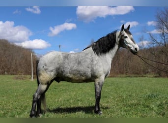 Missouri Fox Trotter, Wałach, 11 lat, 165 cm, Siwa jabłkowita