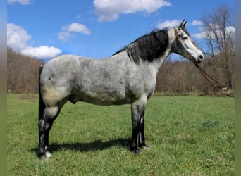 Missouri Fox Trotter, Wałach, 11 lat, 165 cm, Siwa jabłkowita