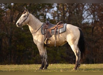 Missouri Fox Trotter, Wałach, 11 lat, Jelenia
