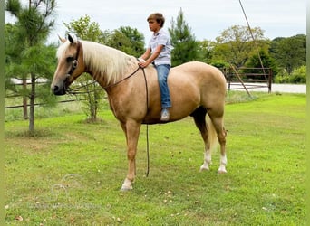 Missouri Fox Trotter, Wałach, 12 lat, 152 cm, Izabelowata