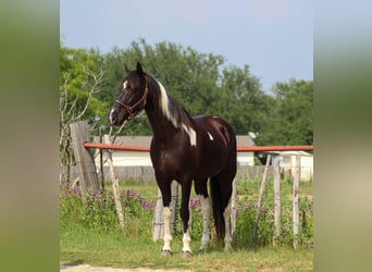 Missouri Fox Trotter, Wałach, 12 lat, 152 cm, Tobiano wszelkich maści