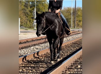 Missouri Fox Trotter, Wałach, 12 lat, 157 cm, Kara