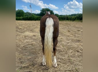 Missouri Fox Trotter, Wałach, 12 lat, Izabelowata