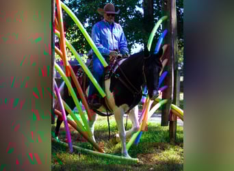 Missouri Fox Trotter, Wałach, 13 lat, 152 cm, Tobiano wszelkich maści