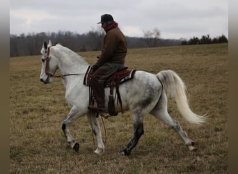 Missouri Fox Trotter, Wałach, 13 lat, 155 cm, Siwa jabłkowita