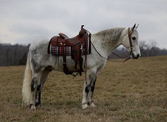 Missouri Fox Trotter, Wałach, 13 lat, 155 cm, Siwa jabłkowita