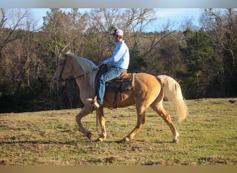 Missouri Fox Trotter, Wałach, 14 lat, 155 cm, Izabelowata