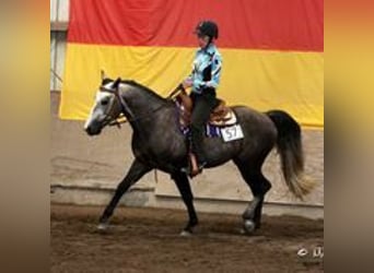 Missouri Fox Trotter, Wałach, 14 lat, 155 cm, Siwa jabłkowita