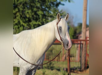 Missouri Fox Trotter, Wałach, 15 lat, 142 cm, Siwa