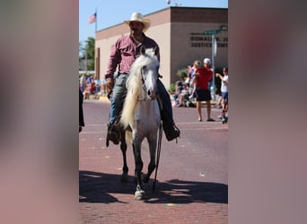 Missouri Fox Trotter, Wałach, 15 lat, 142 cm, Siwa