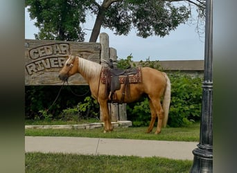 Missouri Fox Trotter, Wałach, 15 lat, 152 cm, Izabelowata