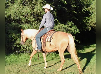 Missouri Fox Trotter, Wałach, 15 lat, 152 cm, Izabelowata