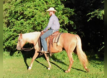 Missouri Fox Trotter, Wałach, 15 lat, 152 cm, Izabelowata