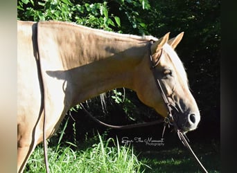 Missouri Fox Trotter, Wałach, 15 lat, 152 cm, Izabelowata