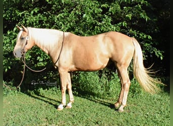 Missouri Fox Trotter, Wałach, 15 lat, 152 cm, Izabelowata