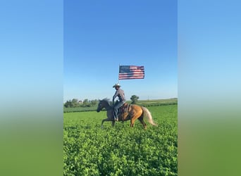 Missouri Fox Trotter, Wałach, 15 lat, 152 cm, Izabelowata