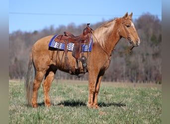 Missouri Fox Trotter, Wałach, 16 lat, 152 cm, Izabelowata