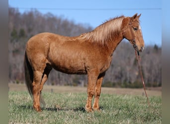 Missouri Fox Trotter, Wałach, 16 lat, 152 cm, Izabelowata