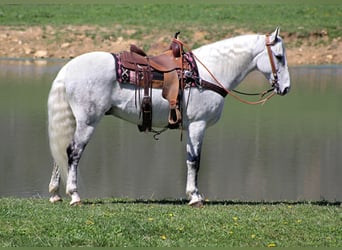 Missouri Fox Trotter, Wałach, 16 lat, 157 cm, Siwa jabłkowita