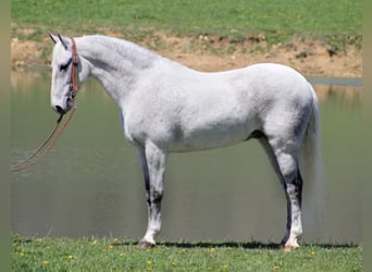 Missouri Fox Trotter, Wałach, 16 lat, 157 cm, Siwa jabłkowita