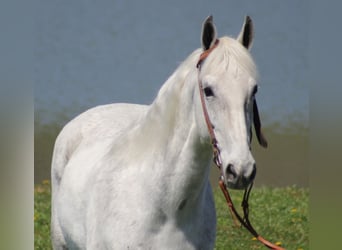 Missouri Fox Trotter, Wałach, 16 lat, 157 cm, Siwa jabłkowita