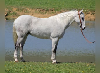 Missouri Fox Trotter, Wałach, 16 lat, 157 cm, Siwa jabłkowita