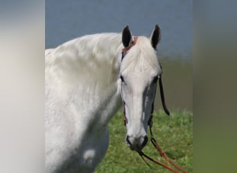 Missouri Fox Trotter, Wałach, 16 lat, 157 cm, Siwa jabłkowita