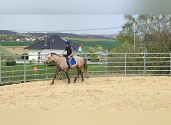 Missouri Fox Trotter, Wałach, 4 lat, 154 cm, Siwa jabłkowita