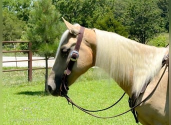 Missouri Fox Trotter, Wałach, 6 lat, 142 cm, Izabelowata