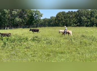 Missouri Fox Trotter, Wałach, 6 lat, 142 cm, Izabelowata